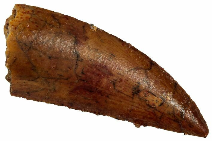 Serrated Raptor Tooth - Real Dinosaur Tooth #353349